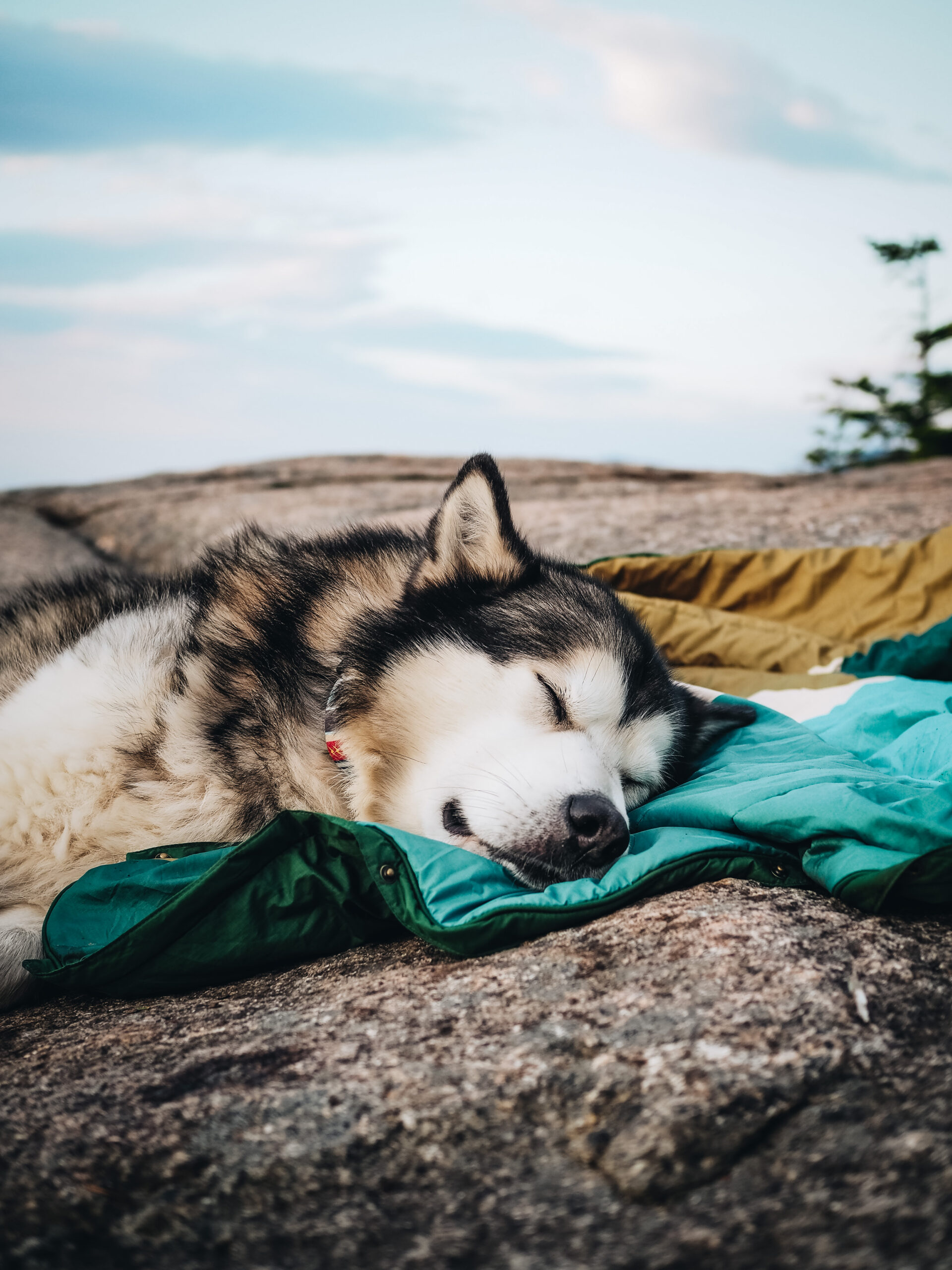 VOITED Pet Blanket monadnock Freelife Adventure